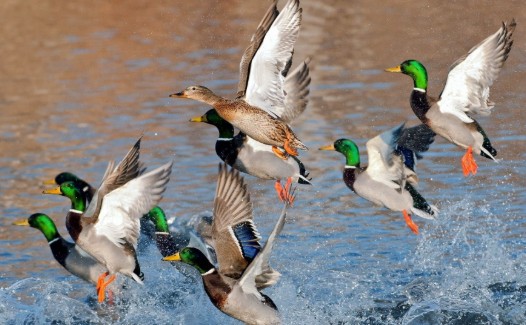Bulgaria enfrenta un nuevo brote de gripe aviar que afecta a 28,000 aves