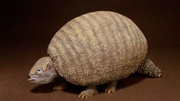 Descubren un gliptodonte casi completo durante un paseo en Argentina