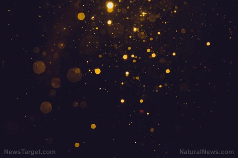 Científicos hallan nanopartículas de oro en árboles de abeto gracias a bacterias simbióticas
