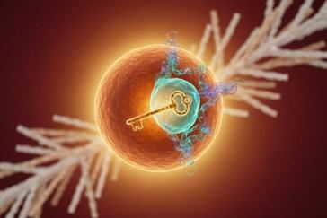 Descubren un interruptor molecular en grasa marrón que podría fortalecer los huesos
