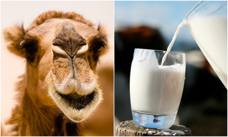 Investigadores hallan que la leche de camello podría aliviar síntomas del autismo