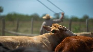 EE.UU. rechaza importaciones de carne argentina, afirma secretaria de Agricultura