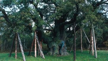 Muere el Roble Mayor, emblemático árbol de Robin Hood