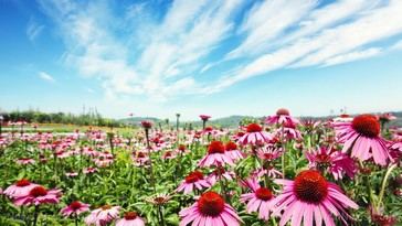 Echinacea: Cómo maximizar su efectividad en el refuerzo inmunológico