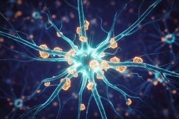 Aumentar la proteína Sox9 podría ayudar a eliminar placas de Alzheimer en ratones