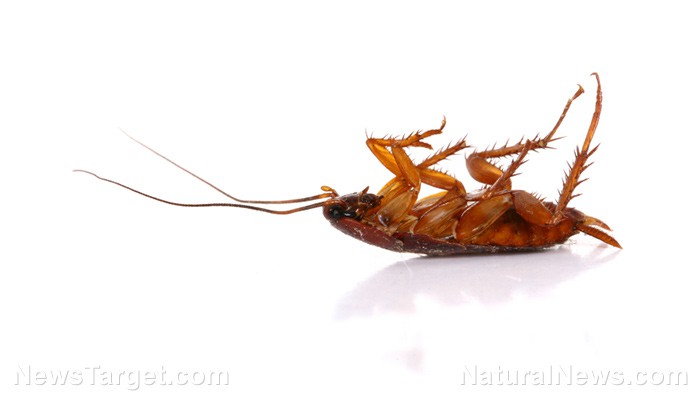 Cockroaches worsen asthma by contaminating homes with toxic bacteria