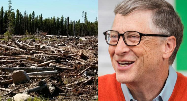 Bill Gates financia un plan para talar 70 millones de acres de árboles para 'combatir el calentamiento global'