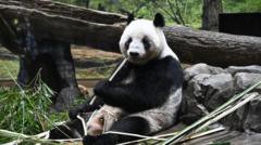 Japón despide entre lágrimas a sus últimos pandas antes de su regreso a China