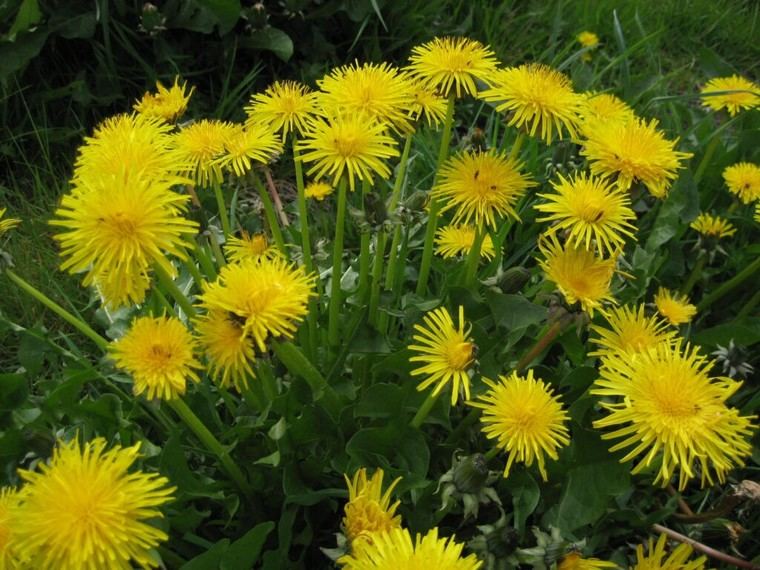 Diez plantas comestibles silvestres en América del Norte que pueden salvarte en situaciones de supervivencia