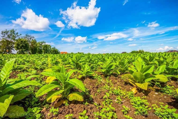 Conflicto agrario en EE. UU.: la lucha de los agricultores del tabaco contra el monopolio