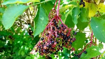 Elderberry: Un antiguo remedio validado por la ciencia para fortalecer la inmunidad moderna
