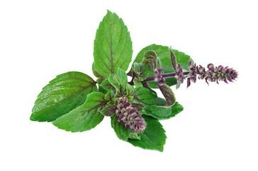 Holy Basil: Un antiguo remedio con beneficios científicos modernos