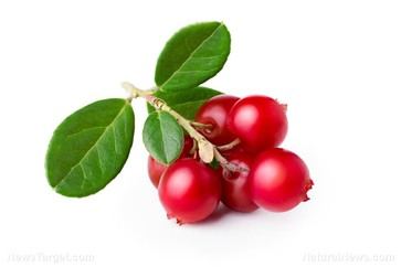 Lingonberries: el superalimento escandinavo con múltiples beneficios para la salud