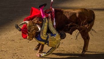 Torero Tomás Angulo grave tras sufrir dos cornadas en Madrid