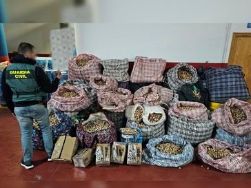 Detienen a tres hombres por tráfico de adormidera hacia España y EE. UU