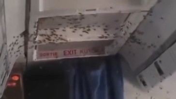 Abejas obligan a un avión de la ONU a aterrizar en África Central