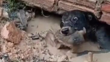 Perrita arriesga todo para rescatar a su cachorro atrapado en barro