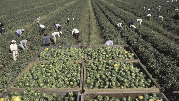 USDA niega amnistía a trabajadores agrícolas indocumentados