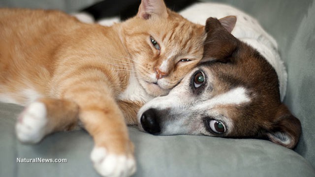 Veterinarios advierten sobre riesgos de vacunas contra la rabia en medio de la creciente influencia corporativa en la atención animal