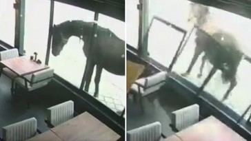Caballo rompe ventanal de café con una patada
