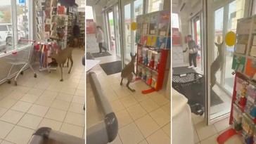 Cierva se pierde en tienda de comestibles en Rusia