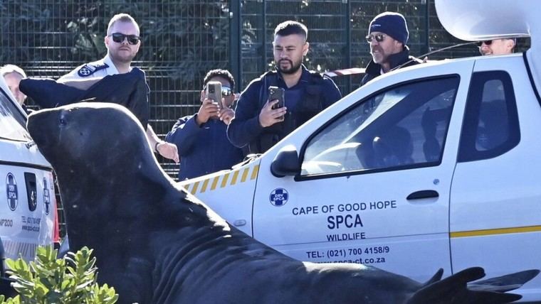 Un foca elefante de 2 toneladas se pierde y aparece en un suburbio de Sudáfrica