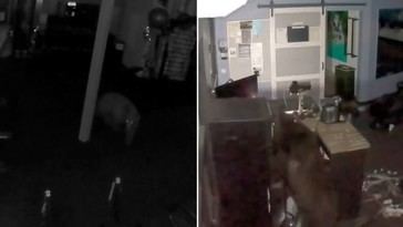 Dos osos entran a un gimnasio y causan caos