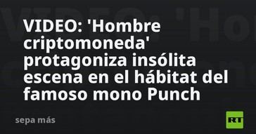 Hombre cripto causa revuelo en el hábitat del mono Punch