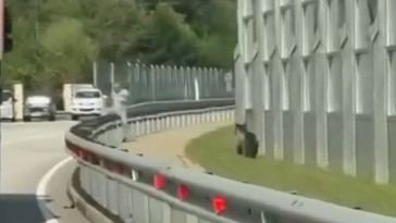 Hombre logra evadir a un oso en la carretera por escasos centímetros