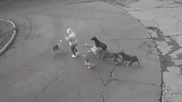 Perros atacan a mujer en Ixtapaluca, pero huyen ante un vehículo