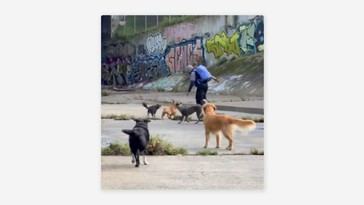 Perros persiguen a hombre tras intento de agresión a dos mujeres