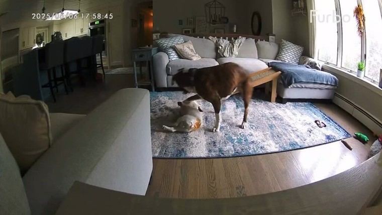 Perro rescatista: valiente reacción ante convulsiones de su amigo
