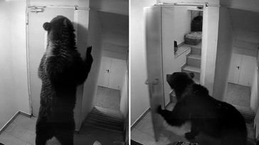 Oso invade hotel y emergencias se niega a intervenir
