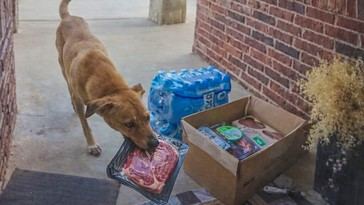 Perro astuto roba filetes de un pedido a domicilio en Oklahoma