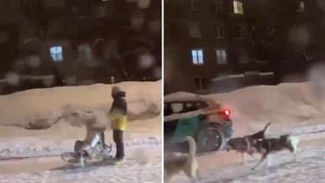 Moscú adopta trineos tirados por perros tras histórica nevada