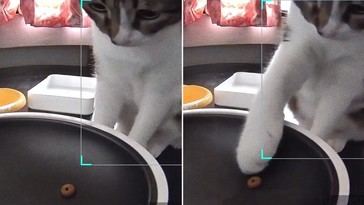 Gato sorprendido por fallo de comedero automático que solo suelta una croqueta