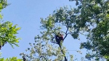 Hombre ucraniano se trepa a un árbol para evitar la movilización