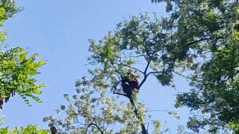 Hombre ucraniano se trepa a un árbol para evitar la movilización