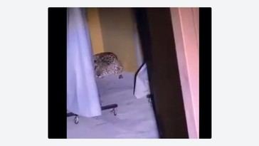 Un jaguar interrumpe clases en universidad de Colombia