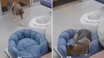 Lobo sorprende al robar un cojín en una tienda de mascotas