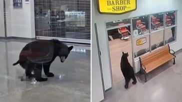 Oso roba durazno en base militar y escapa