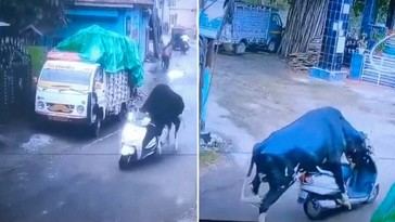 Un toro sorprende al 'robar' una moto en Rishikesh, India