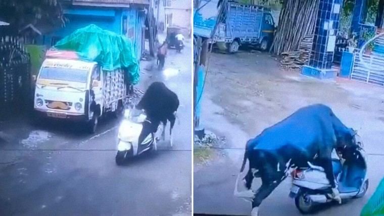 Un toro sorprende al 'robar' una moto en Rishikesh, India