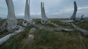 Dron captura impresionante cementerio de ballenas en Rusia