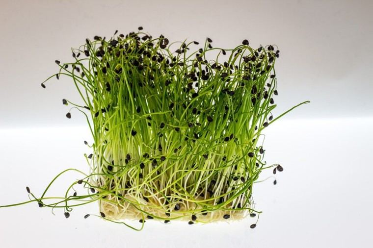Redescubriendo el agua de berro: un superalimento anticancerígeno que fortalece huesos y refuerza la inmunidad